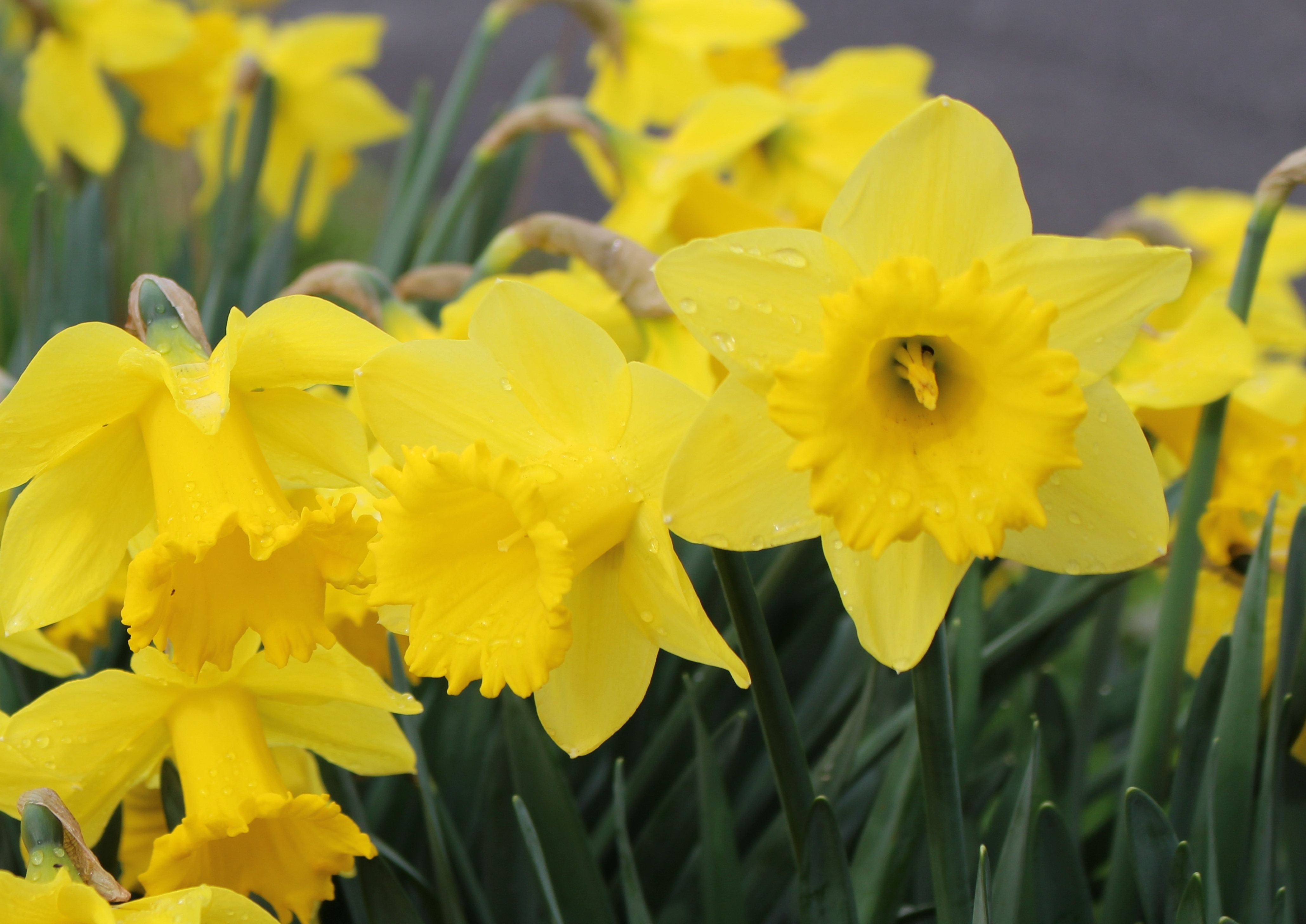 B - King Alfred Daffodil Bulbs FALL-B