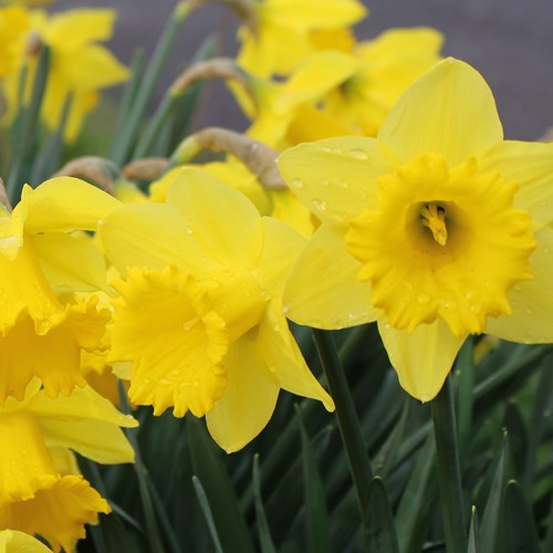 B - King Alfred Daffodil Bulbs FALL-B