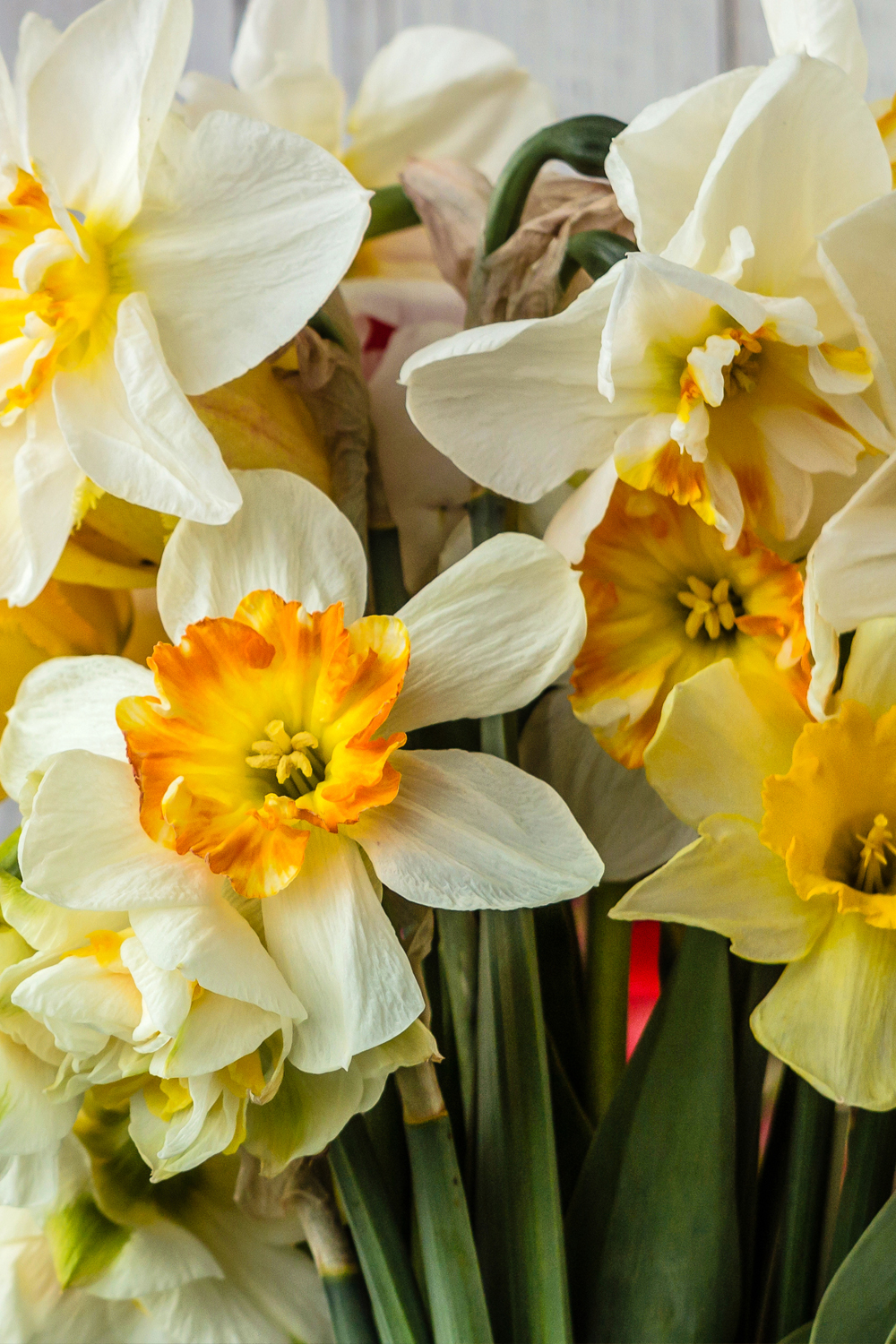 A - Mixed Daffodil Bulbs