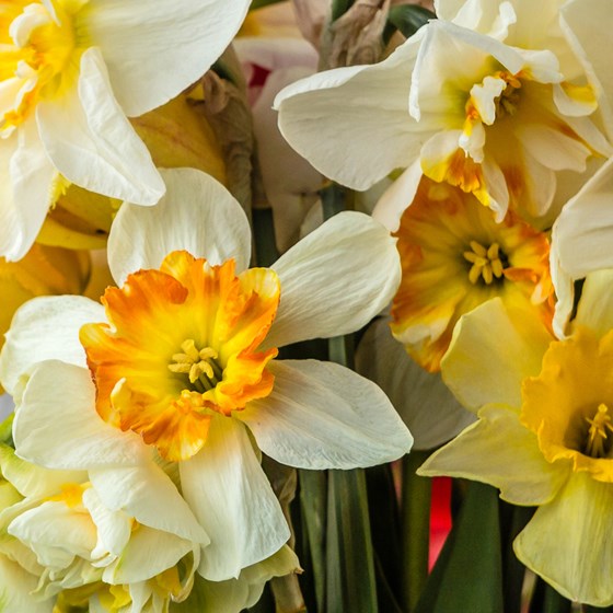 Mixed Daffodil Bulbs FALL-A