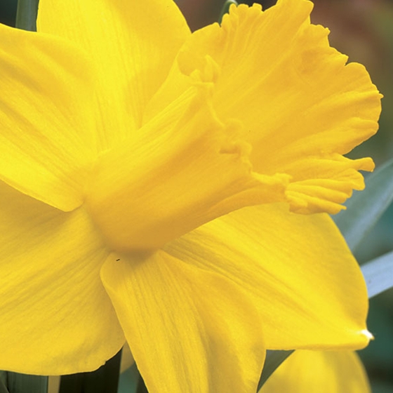 King Alfred Daffodil Bulbs FALL-B
