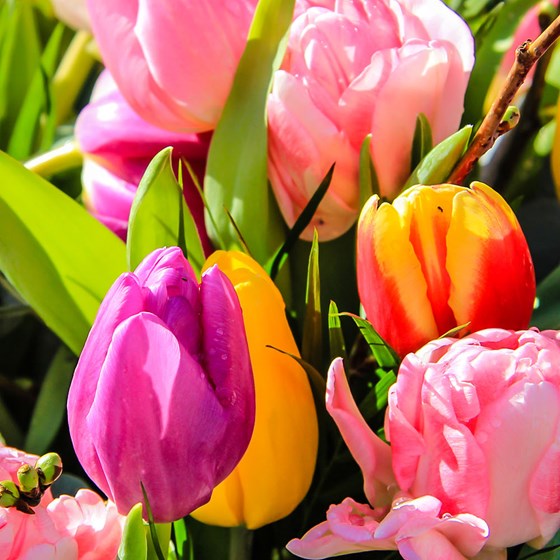 Tulipa Pastel Mix - Bulbes de Tulipes Mélange x40 - Bulbes à Fleurs