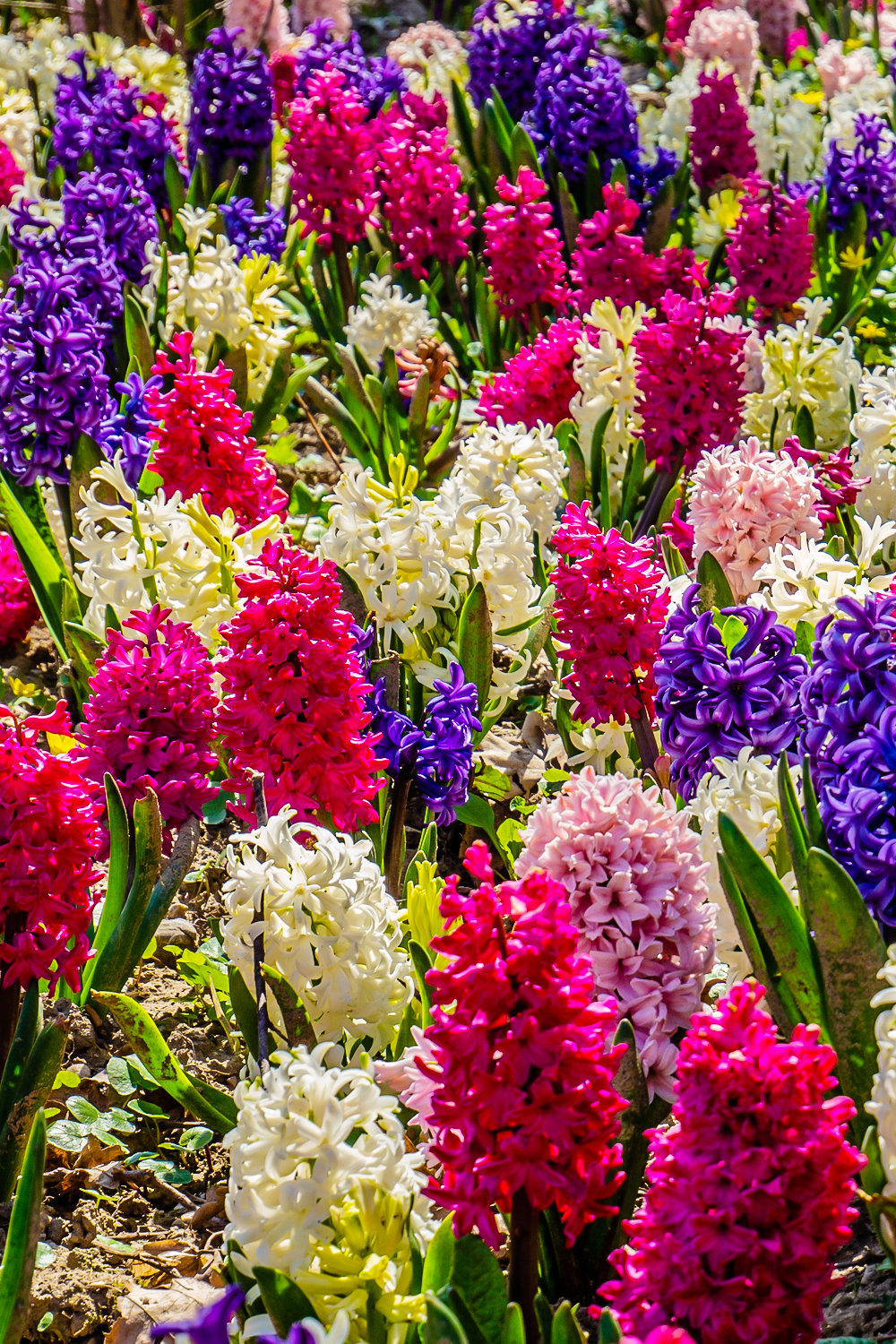 K - Super Color Hyacinth Bulbs FALL-K