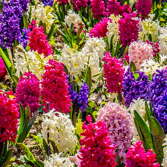 Super Color Hyacinth Bulbs FALL-K