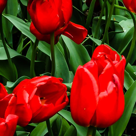 Red Parade Tulip Bulbs FALL-O