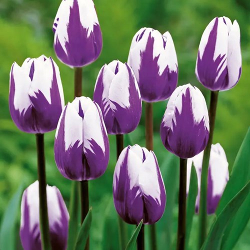 Blueberry Ripple Tulip Bulbs FALL-H