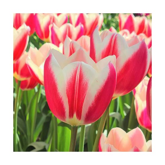 Candy Apple Delight Tulips FALL-O