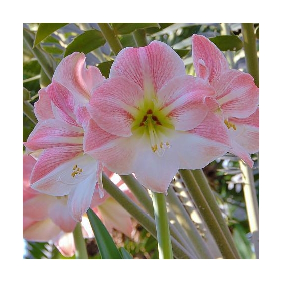 Amaryllis Pink & White Bulb HOLIDAY-B