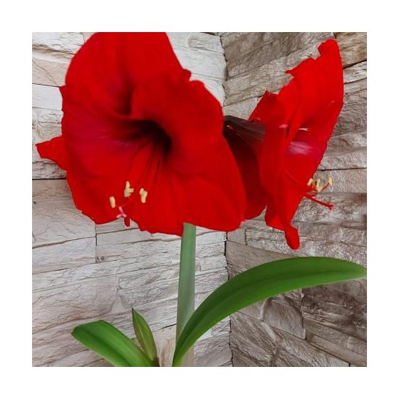 Amaryllis Red Bulb HOLIDAY-F