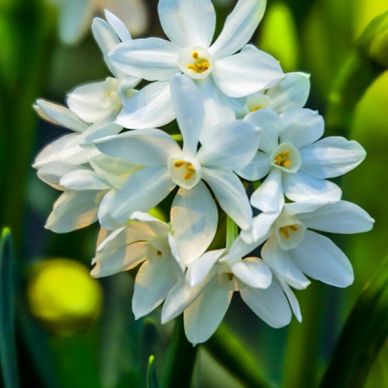 Paperwhite Narcissus (Ziva) Bulb HOLIDAY-A