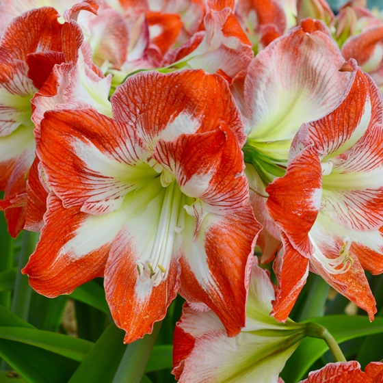 Amaryllis Red & White Bulb HOLIDAY-E