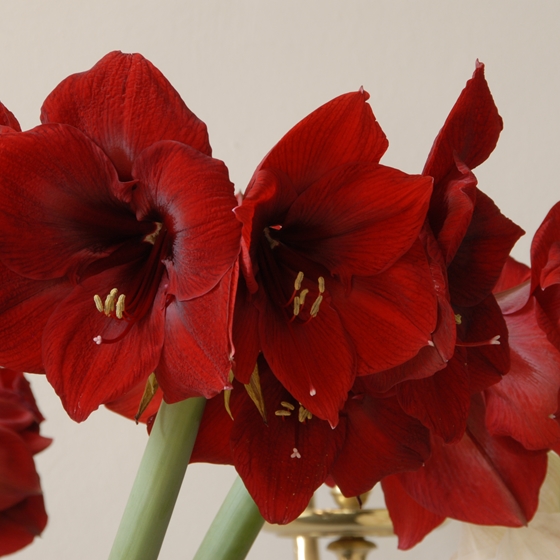 Amaryllis Deep Red Bulb HOLIDAY-H