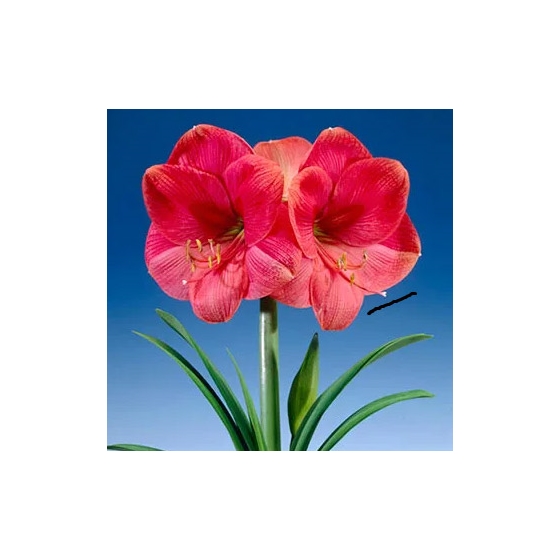 Amaryllis Bright Pink Bulb HOLIDAY-C