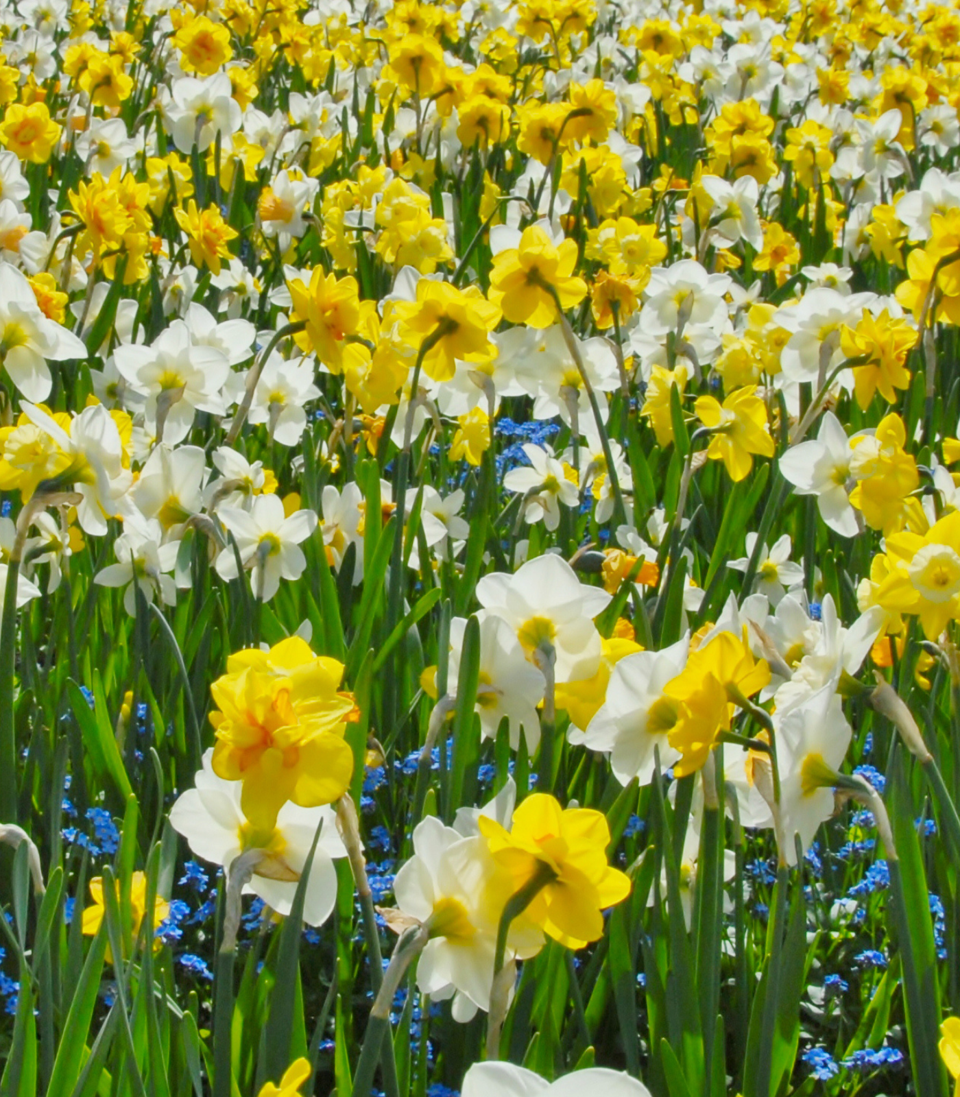 Mixed yellow and white daffodil flowers blooming in a spring garden, Dutch Mill Bulbs fundraising product image