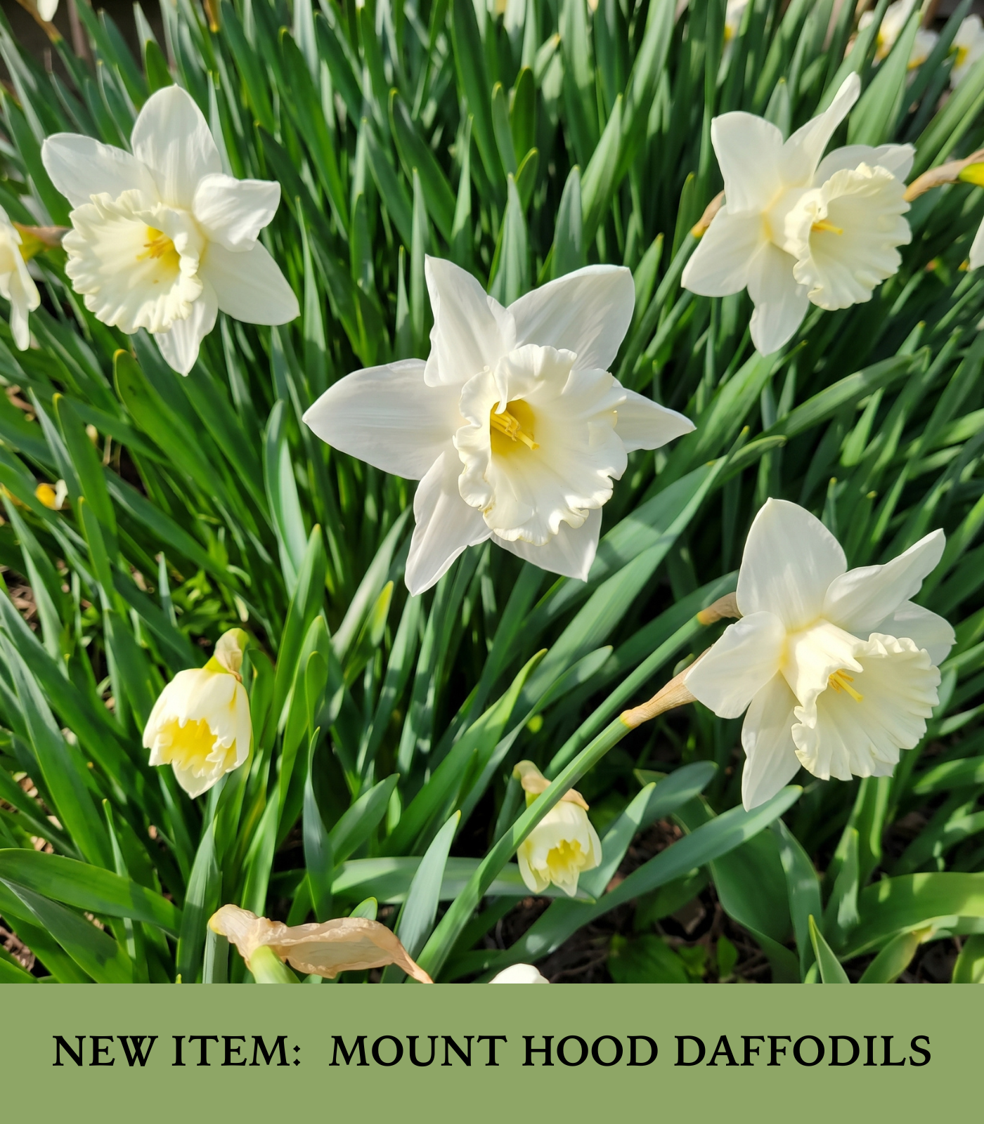 MOUNT HOOD DAFFS CONVA VERSION G - Mount Hood Daffodils - Image 1