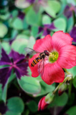 A - Good Luck Shamrock Flower Bulbs - Image 2