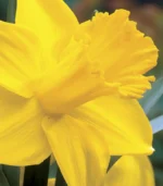B - King Alfred Daffodils - Image 2