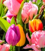 C - Pastel Tulip Mix