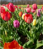 C - Pastel Tulip Mix - Image 2