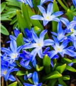 E - Glory of the Snow