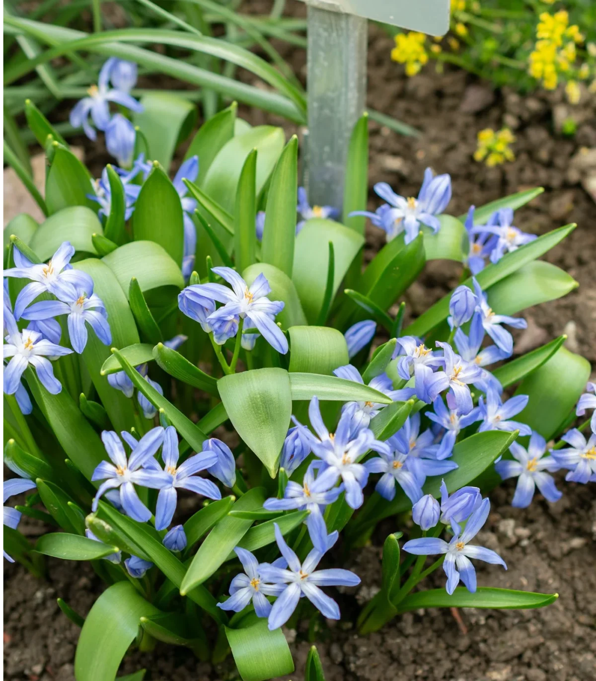 E – Glory of the Snow – Dutch Mill Bulbs Fundraising