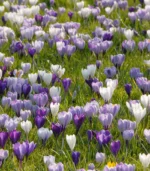 F - Snow Bunch Crocus - Image 2