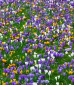 F - Snow Bunch Crocus - Image 3