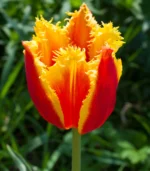 G - Fabio Tulips - Image 2