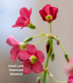 Good Luck Shamrock flowers close-up - Oxalis deppei pink blooms with yellow centers