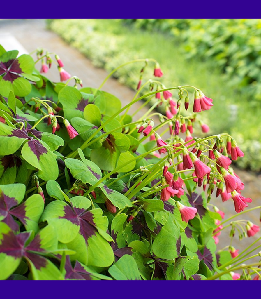 Good Luck Shamrock in garden - Oxalis deppei with cascading pink bell-shaped flowers and four-leaf clover foliage