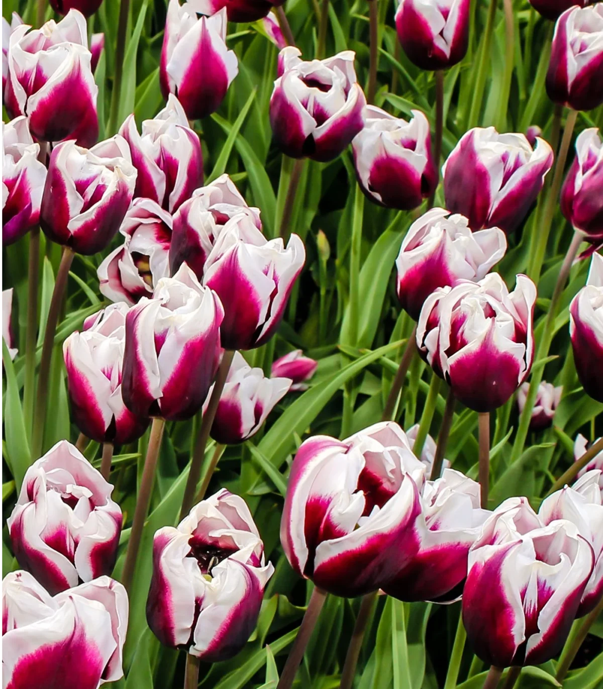 H – Blueberry Ripple Tulips – Dutch Mill Bulbs Fundraising