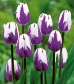 H - Blueberry Ripple Tulips