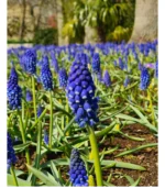 I - Heavenly Blue Bells - Image 2