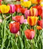 J - Giant Dutch Tulips