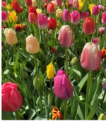 J - Giant Dutch Tulips - Image 2