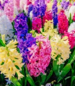 K - Super Color Hyacinths - Image 3
