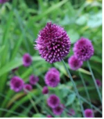 M - Purple Drumsticks - Image 2