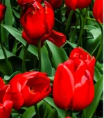 O - Candy Apple Delight Tulips - Image 3