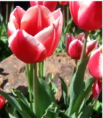 O - Candy Apple Delight Tulips - Image 2