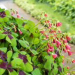 A - Good Luck Shamrock Flower Bulbs - Image 3