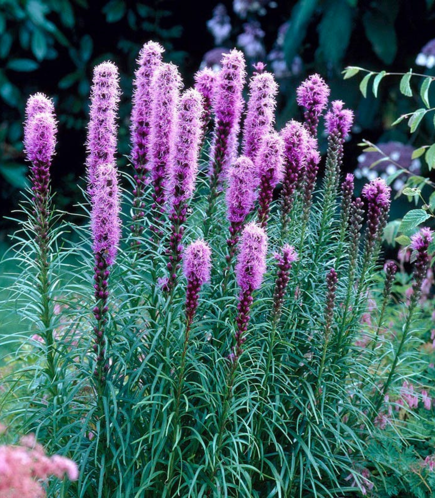 Blazing star flower bulbs in full bloom showing tall purple summer flower spikes in a garden bed for school, church, and scout bulb fundraisers