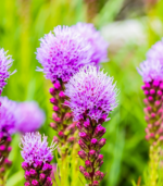 Blazing star flower bulbs in bloom showing tall purple summer flower spikes for cutting gardens and school, church, and scout bulb fundraisers