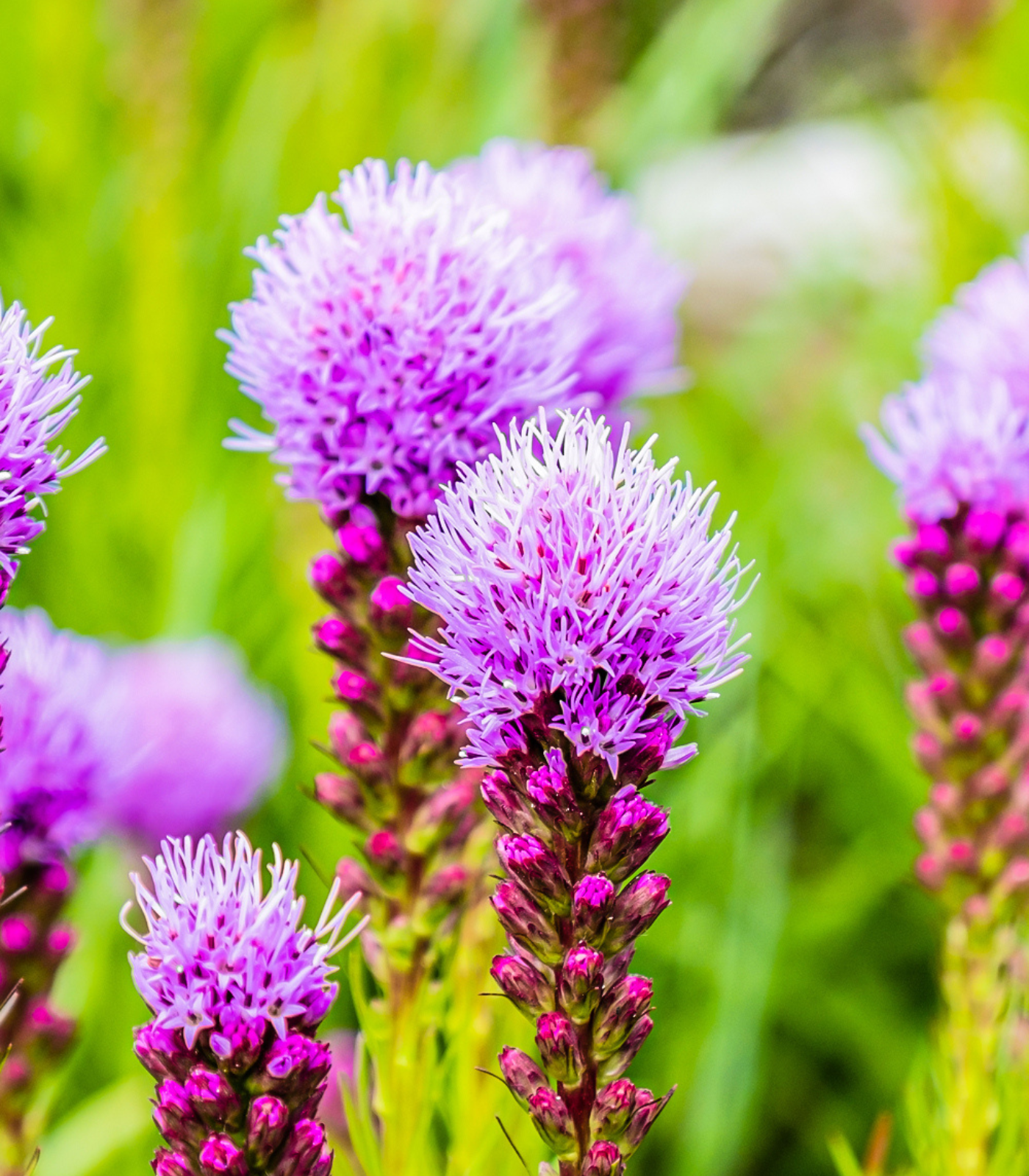 Blazing star flower bulbs in bloom showing tall purple summer flower spikes for cutting gardens and school, church, and scout bulb fundraisers