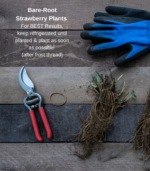 Bare-root strawberry plant care infographic for best care