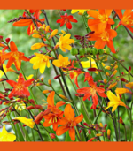 Close-up of Crocosmia flower bulbs in bloom showing bright orange and yellow summer flowers for school, church, and scout bulb fundraisers