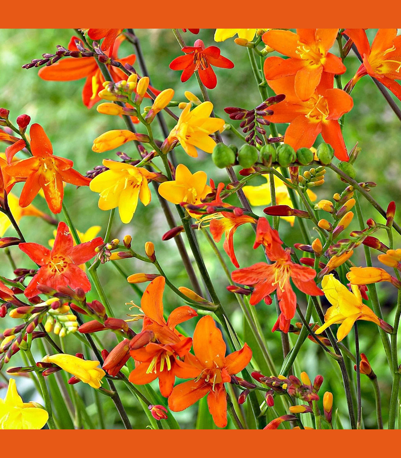 Close-up of Crocosmia flower bulbs in bloom showing bright orange and yellow summer flowers for school, church, and scout bulb fundraisers