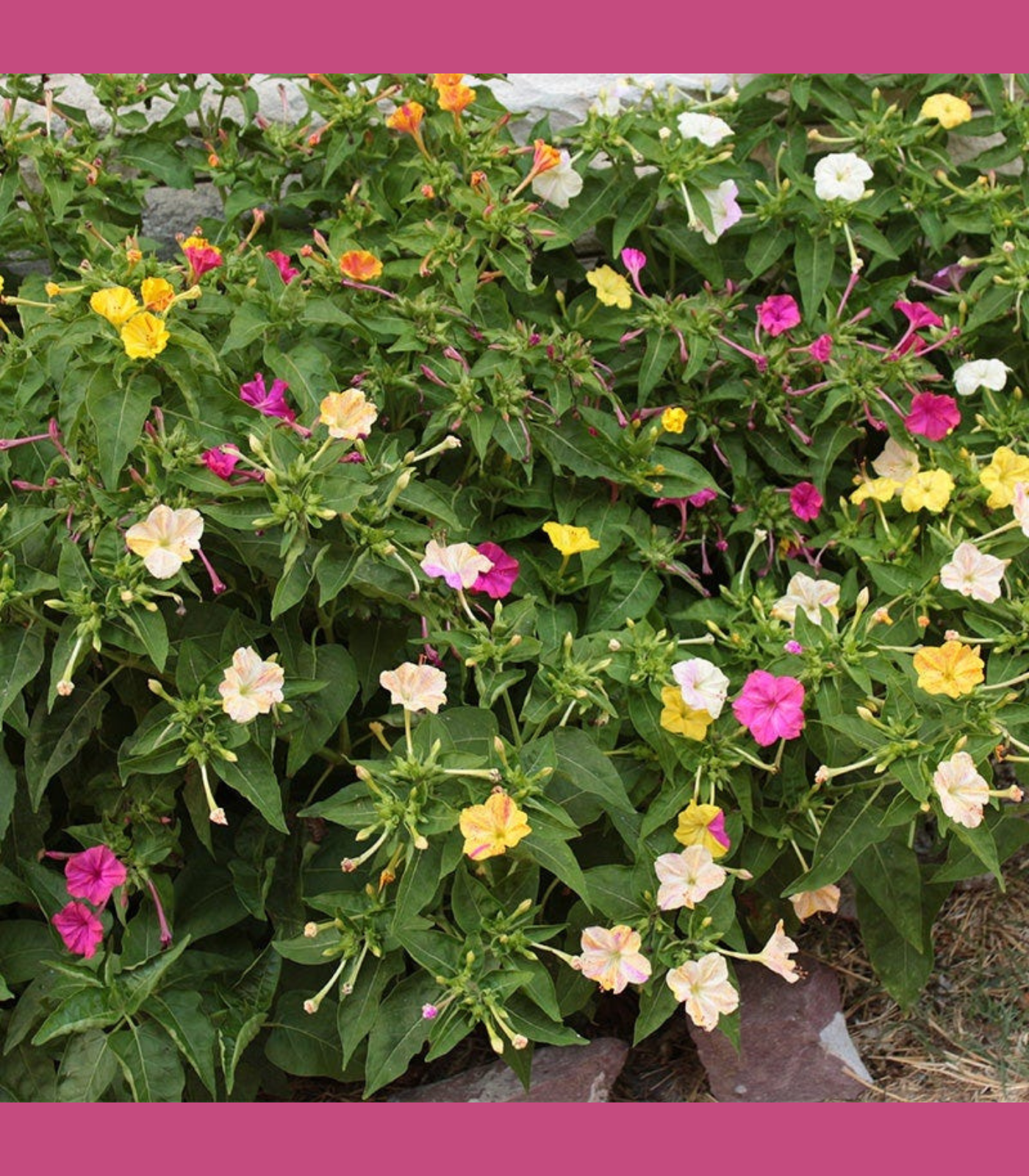 Four O’Clock flower bulbs in bloom showing pink, yellow, and white summer flowers growing in a garden border for school, church, and scout bulb fundraisers