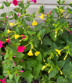 Four O’Clock flower bulbs with pink and yellow blooms growing in a garden bed for summer color and school, church, and scout bulb fundraisers