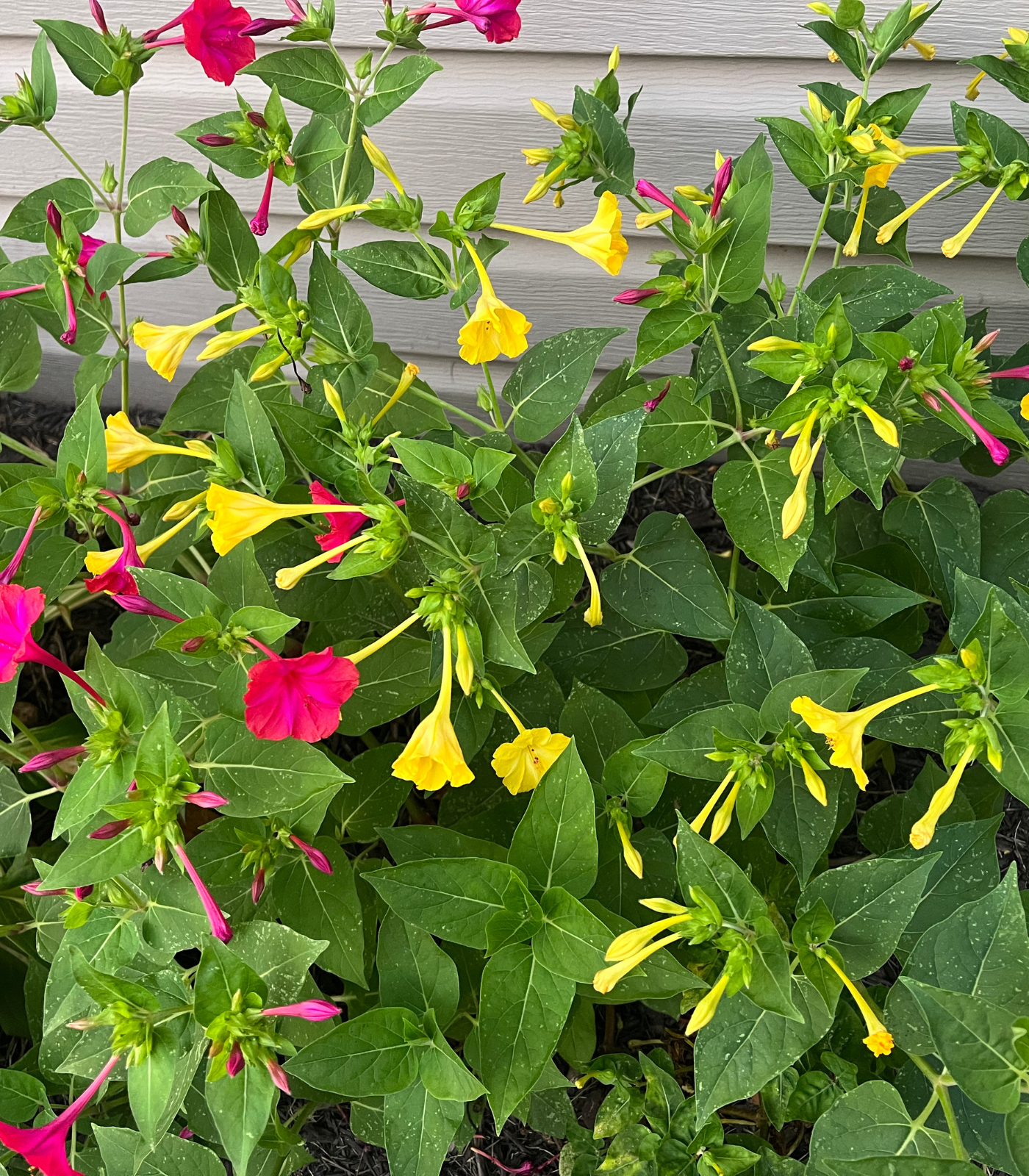 Four O’Clock flower bulbs with pink and yellow blooms growing in a garden bed for summer color and school, church, and scout bulb fundraisers