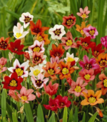 Harlequin flower bulbs in bloom (Sparaxis mixed) showing red, orange, yellow, and white spring flowers for summer gardens and school, church, and scout bulb fundraisers
